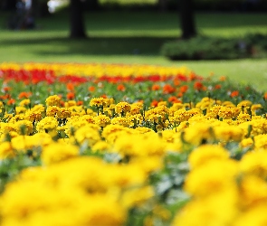 Turki, Park, Aksamitki