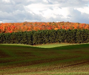 Lasy, Jesień, Pola