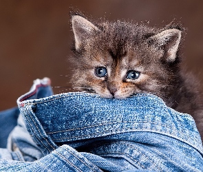 Jeans, Spodnie, Mały, Kotek