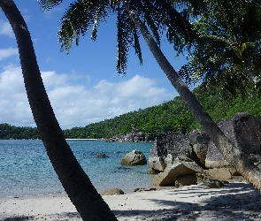 Głazy, Palmy, Jezioro, Plaża