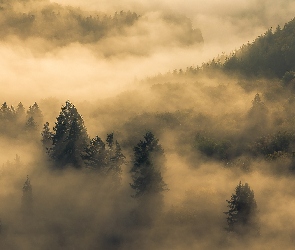 Las, Mgła, Chmury