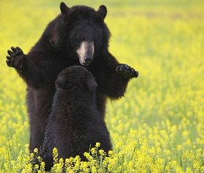 Niedźwiedzie, Łąka