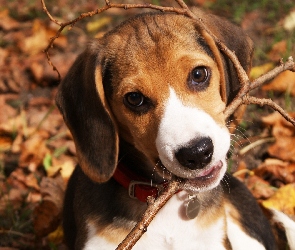 Patyk, Beagle