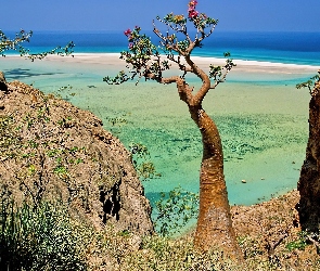 Morze, Drzewo, Socotra Island, Jemen