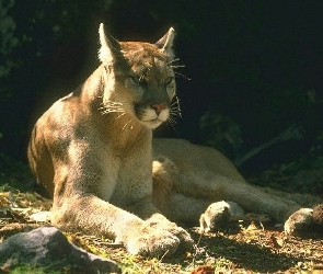 Dzikie koty, Puma