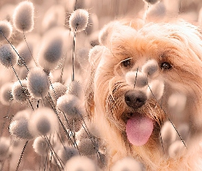 Pies, Rośliny, Biały