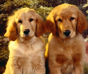 Szczeniaki, Golden Retriever, Dwa