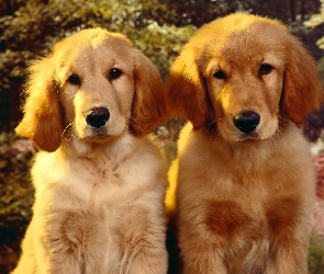 Dwa, Golden Retriever, Szczeniaki