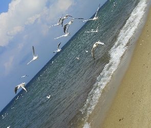 Plaża, Mewa, Morze