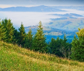 Góry, Panorama, Mgła, Lasy