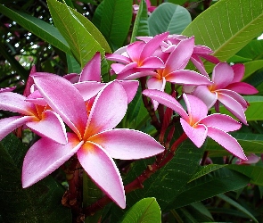 Plumeria, Liście, Różowa