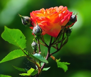 Pomarańczowa, Róża, Piękna
