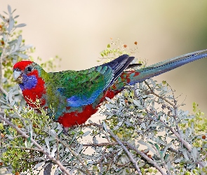 Młoda, Gałązki, Rosella Królewska, Papuga