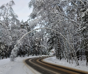 Droga, Śnieg, Las, Przez