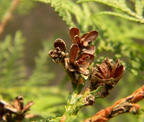 Pospolita, Szyszki, Tuja