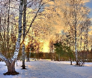 Las, Drzewa, Śnieg, Zachód Słońca
