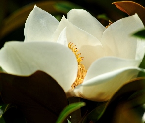 Liście, Kwiat, Biała, Magnolia