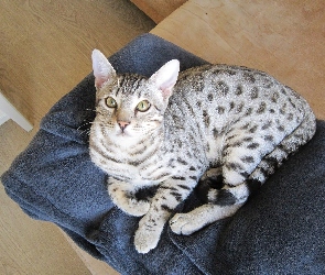 Kocyk, Granatowy, Kot, Ocicat