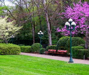 Park, Latarnia, Drzewa, Kwitnące