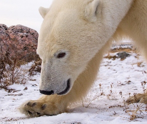 Polarny, Zima, Niedźwiedź