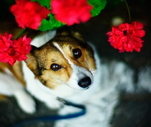 Spojrzenie, Pies, Pelargonia