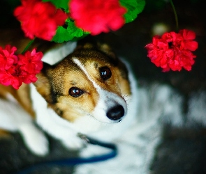 Pelargonia, Pies, Spojrzenie