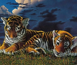 Chmury, Tygrysy, Dwa, Młode