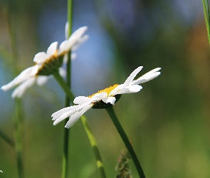 Margerytki, Kwiaty