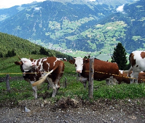 Górskie, Krowy, Pastwisko