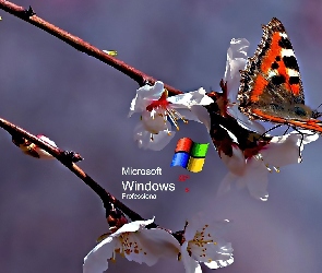Kwiat, Rusałka pokrzywnik, Logo XP, Motyl