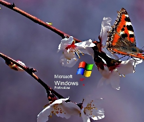 Kwiat, Rusałka pokrzywnik, Logo XP, Motyl