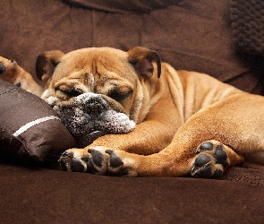 Buldog angielski, Śpiący