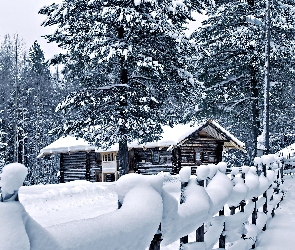 Zaspy, Płot, Sosny, Śniegu, Zima