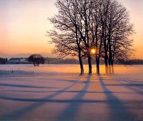 Śnieg, Słońca, Drzewa, Zachód