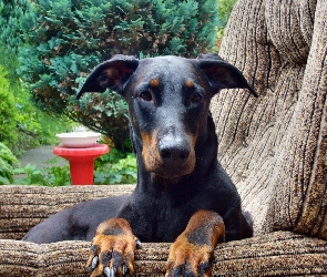 Pysk, Fotelu, Doberman, W