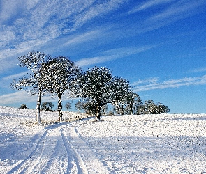 Śnieg, Nieboo, Drzewa, Błękitne, Droga