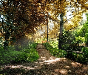 Park, Drzewa, Ławeczka, Ścieżka