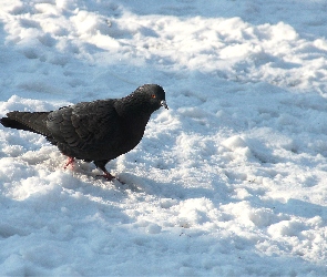 Gołąb, Śnieg, Czarny