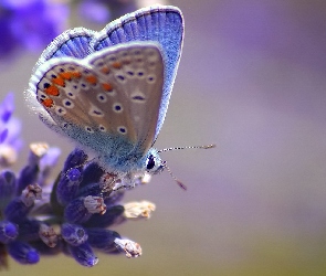 Błękitny, Kwiat, Motyl