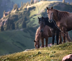 Konie, Łąka, Góry