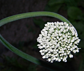 Cebula, Kwiat