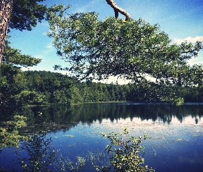 Drzewa, Jezioro, Las