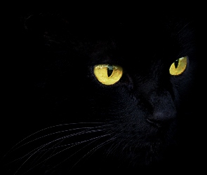 Czarny, Ciemność, Kot