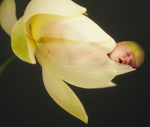 Niemowlę, Anne Geddes, Kwiatek