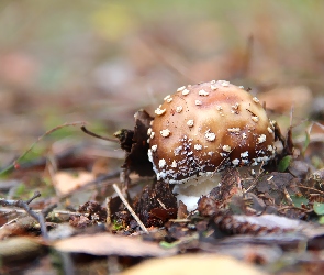 Kropki, Białe, Grzybek, Muchomor