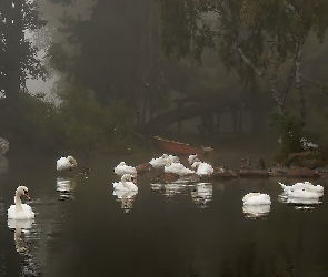 Rzeka, Mgła, Łódki, Drzewa, Łabędzie