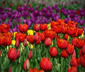 Kolorowe, Tulipany, Kwiaty