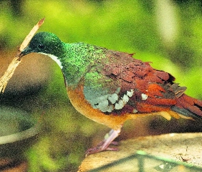 Gołąb, Filipiński