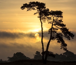 Drzewo, Chmury, Zachód Słońca