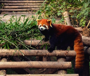 Panda, Mała, Pandka ruda, Drabinka, Bambus, Czerwona